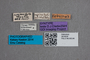 2819528 Anthophagus noricus ST labels IN