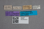 2819535 Geodromicus bodemeyeri HT labels IN