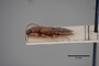 2819535 Geodromicus bodemeyeri HT p IN