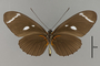 124262 Heliconius wallacei colon v IN