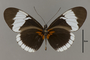 124263 Heliconius sapho v IN