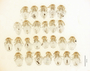28764 Geomydoecus coronadoi submerriami traube PT 2960114 Geomydoecus traube v IN