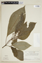 Psychotria berteroana subsp. luxurians (Rusby) Steyerm., VENEZUELA, F