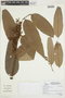 Virola elongata (Benth.) Warb., BRAZIL, F
