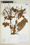 Virola theiodora (Spruce ex Benth.) Warb., ECUADOR, F
