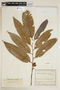 Virola cuspidata (Spruce ex Benth.) Warb., COLOMBIA, F
