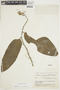 Virola elongata (Benth.) Warb., BRAZIL, F