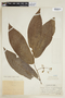 Virola cuspidata (Spruce ex Benth.) Warb., PERU, F
