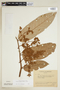 Virola elongata (Benth.) Warb., COLOMBIA, F