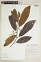 Virola elongata (Benth.) Warb., ECUADOR, F