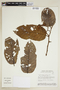 Virola theiodora (Spruce ex Benth.) Warb., BRAZIL, F