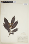 Virola venosa (Benth.) Warb., BRAZIL, F