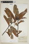 Virola carinata (Benth.) Warb., BRAZIL, F