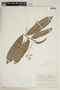 Virola carinata (Benth.) Warb., BRAZIL, F