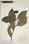 Palicourea conferta (Benth.) Sandwith, COLOMBIA, F