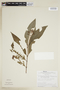 Palicourea crocea (Sw.) Roem. & Schult., BRAZIL, F