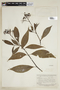 Palicourea crocea (Sw.) Roem. & Schult., GUYANA, F