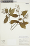 Palicourea crocea (Sw.) Roem. & Schult., PERU, F