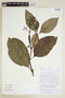 Palicourea flavifolia (Rusby) Standl., BOLIVIA, F