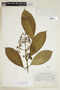 Palicourea flavescens Kunth, Peru, H. E. Stork 10193, F