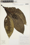 Palicourea hollinensis C. M. Taylor, Peru, V. Quipuscoa S. 1098, F