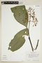 Palicourea guianensis Aubl., ECUADOR, F