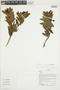 Palicourea loxensis C. M. Taylor, Peru, H. Beltrán 1465, F