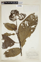 Psychotria berteroana subsp. luxurians (Rusby) Steyerm., COLOMBIA, F
