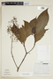 Psychotria berteroana subsp. luxurians (Rusby) Steyerm., PERU, F