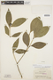 Psychotria gracilenta Müll. Arg., COLOMBIA, W. C. Steere 7006, F