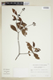 Psychotria carthagenensis Jacq., BRAZIL, F