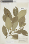 Psychotria flaviflora (K. Krause) C. M. Taylor, PERU, F