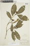 Psychotria flaviflora (K. Krause) C. M. Taylor, PERU, F
