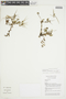 Erodium cicutarium (L.) L'Hér. ex Aiton, ECUADOR, F