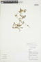Erodium cicutarium (L.) L'Hér. ex Aiton, ECUADOR, F