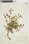 Erodium cicutarium (L.) L'Hér. ex Aiton, BOLIVIA, F
