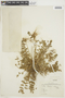 Erodium cicutarium (L.) L'Hér. ex Aiton, ARGENTINA, F