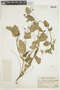 Erodium malacoides (L.) Willd., PERU, F