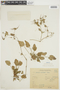 Erodium malacoides (L.) Willd., URUGUAY, F