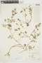 Geranium albicans A. St.-Hil., URUGUAY, F