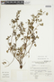 Geranium ayavacense Willd. ex Kunth, PERU, F