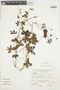Geranium chilloense Kunth, PERU, F