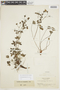 Geranium holosericeum Willd., COLOMBIA, F