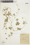 Geranium laxicaule R. Knuth, F