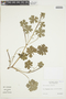 Geranium pyrenaicum Burm. f., F