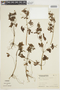 Geranium robertianum L., URUGUAY, F