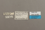 124588 Temenis laothoe laothoe labels IN