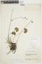 Geranium santanderiense R. Knuth, VENEZUELA, F
