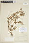 Viviania rubriflora R. Knuth, BRAZIL, F