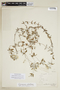 Viviania albiflorus (Cambess.) Reiche, URUGUAY, F